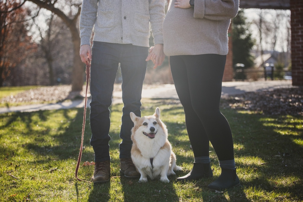 corgi in maternity photo