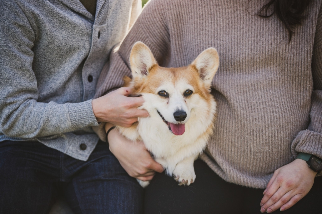 corgi in maternity photos